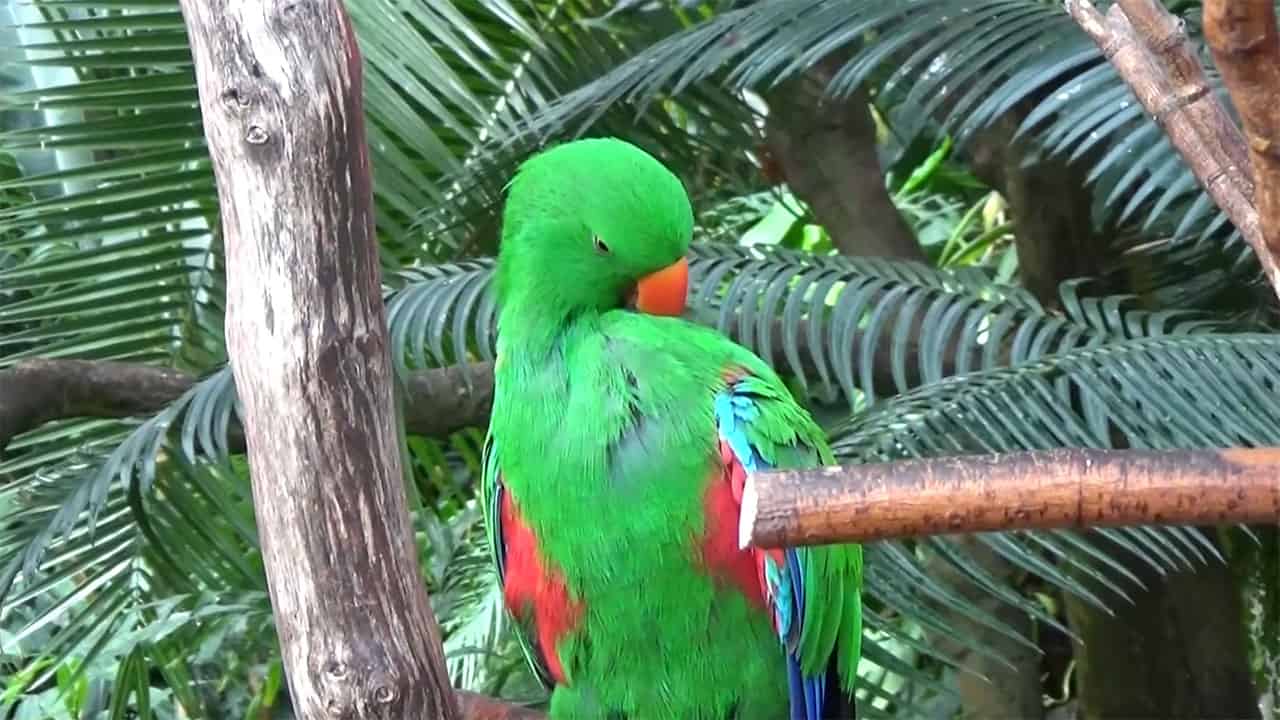 Bloedel Floral Conservatory & VanDusen Botanical Gardens