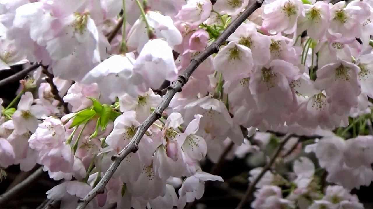 Vancouver Spring Cherry Blossoms