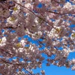 Vancouver BC Spring Cherry Blossoms