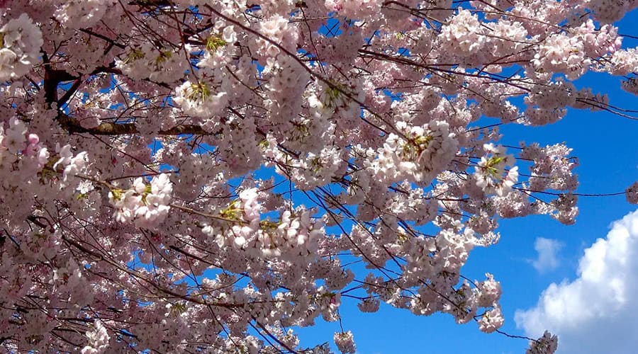 Vancouver BC Spring Cherry Blossoms