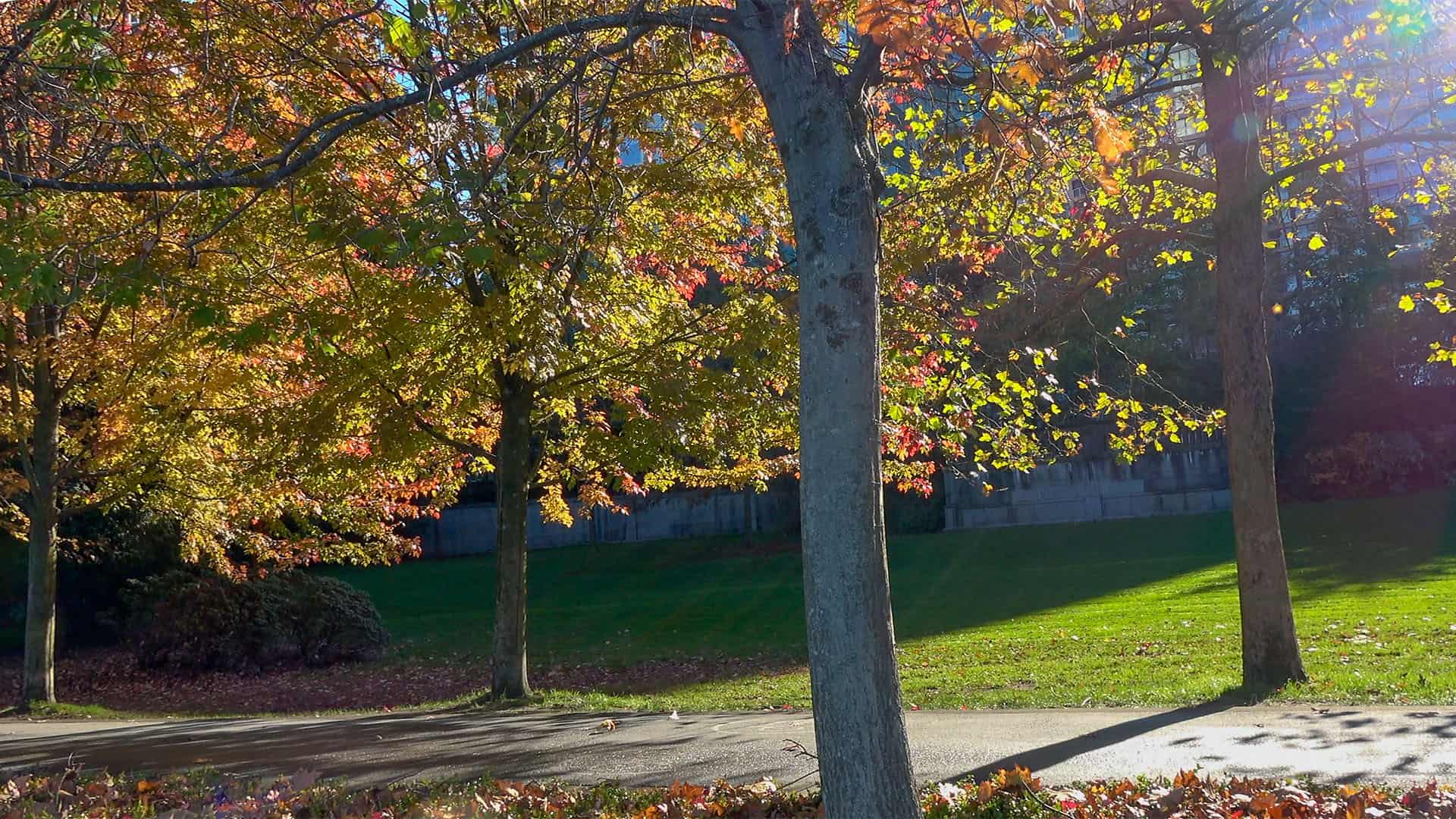 Coal Harbour Vancouver BC Trees In Autumn Colors