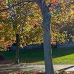 Coal Harbour Vancouver BC Trees In Autumn Colors