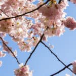 Vancouver Cherry Blossom Festival