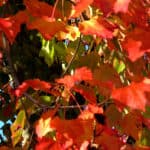 Colorful Autumn Leaves in Vancouver, BC