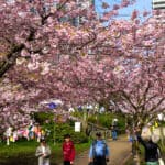Vancouver BC Cherry Blossoms in Bloom