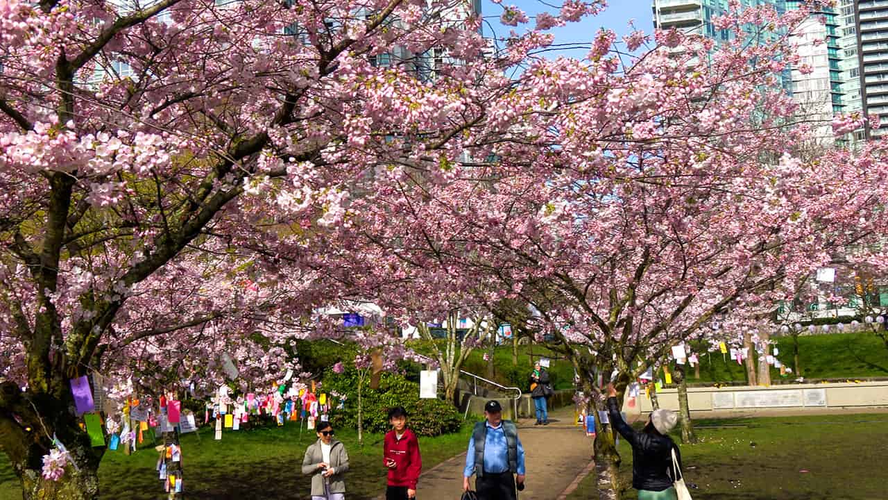 Vancouver BC Cherry Blossoms in Bloom