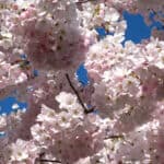Pink Blossoms for Springtime in Vancouver