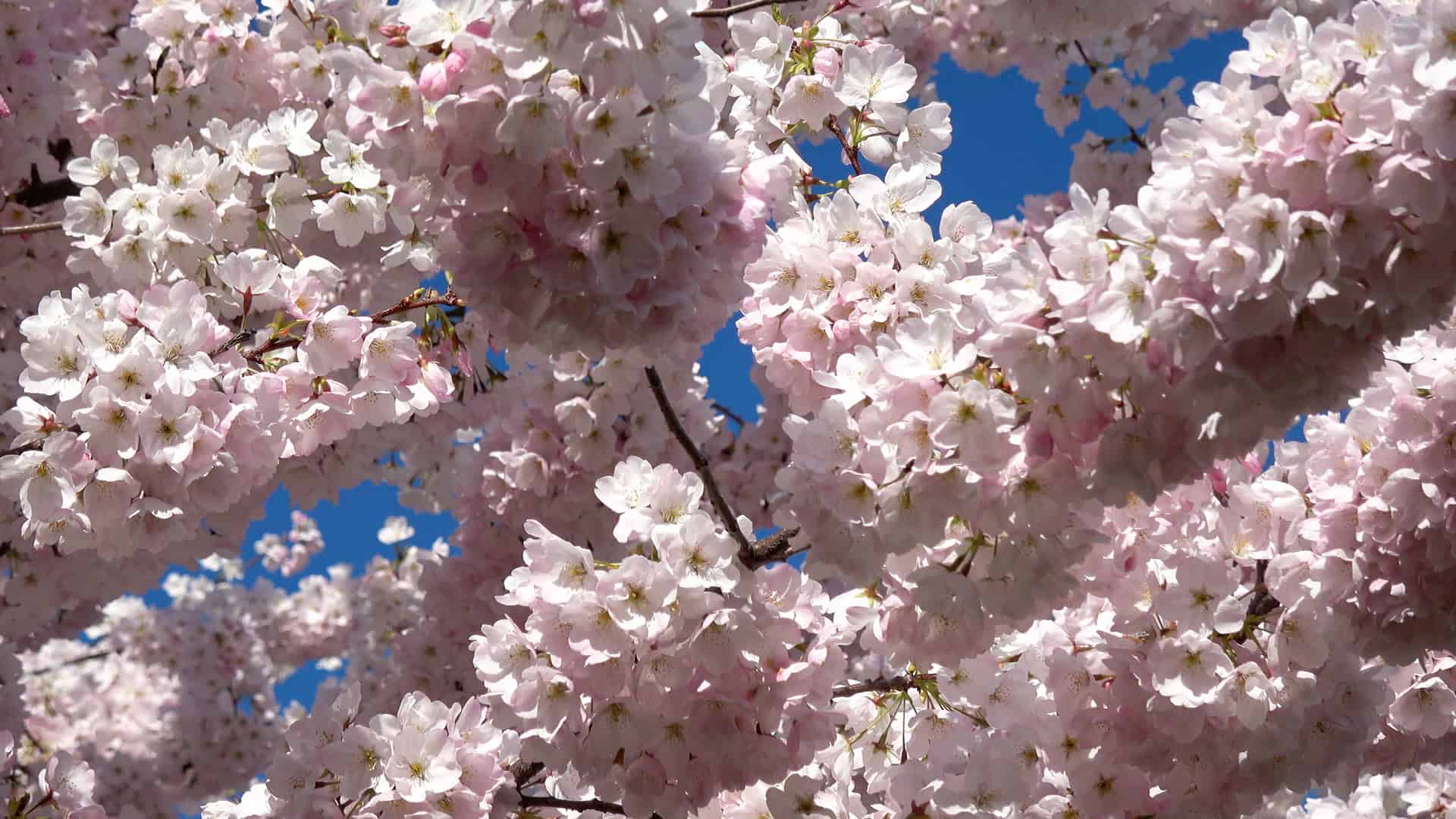 Pink Blossoms for Springtime in Vancouver
